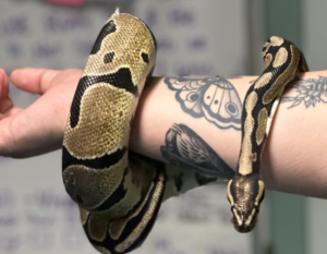 Are Ball Pythons Venomous? 