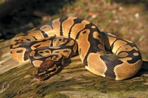 Are Ball Pythons Venomous? 