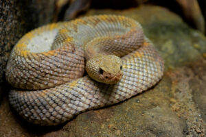 How Do Snakes Poop?