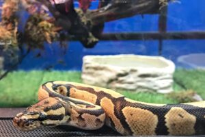 Are Ball Pythons Venomous? 