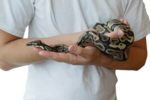 How Big Do Ball Pythons Get?