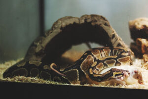 What Do Ball Pythons Eat? 