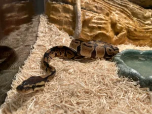 What Do Ball Pythons Eat? 