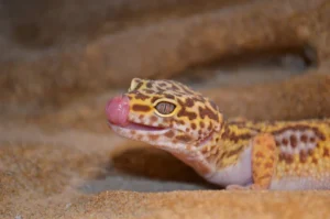 How Many Mealworms to Feed a Leopard Gecko? 