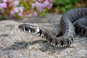 How Long Do Snakes Live?