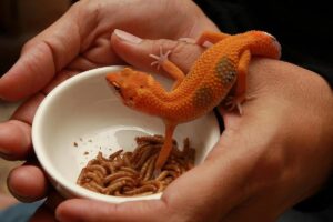 How Many Mealworms to Feed a Leopard Gecko? 