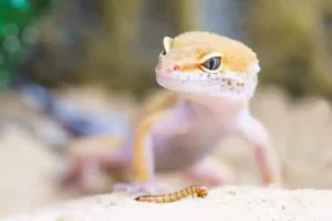 How Many Mealworms to Feed a Leopard Gecko? 