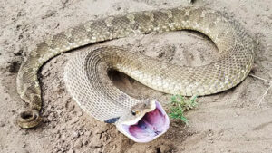 Are Hognose Snakes Venomous? 