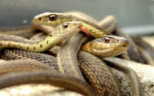 What Is a Group of Snakes Called?