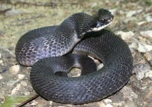 Are Hognose Snakes Venomous? 