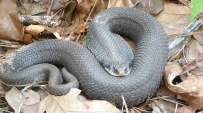 Are Hognose Snakes Venomous?