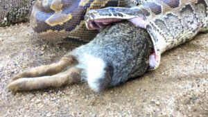 Do Snakes Eat Rabbits? 