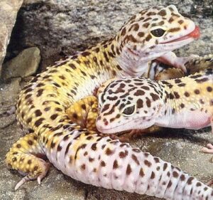 How to Tell the Gender of a Leopard Gecko