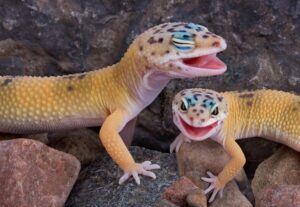 How to Tell the Gender of a Leopard Gecko