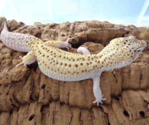 How to Tell the Gender of a Leopard Gecko