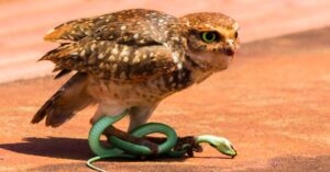 Do Owls Prey on Snakes?