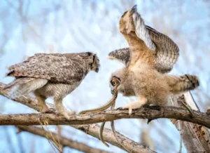 Do Owls Prey on Snakes?