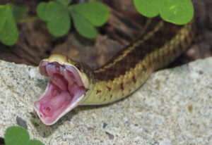 Do Garter Snakes Have Teeth?