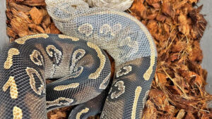 How Often Do Ball Pythons Shed?