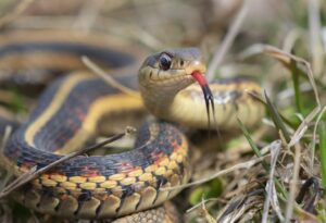 Do Garter Snakes Have Teeth?