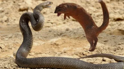 What Animals Eat Snakes?