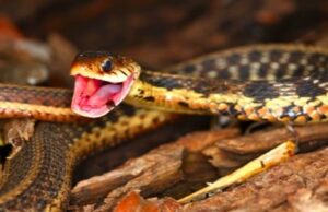 Do Garter Snakes Have Teeth?