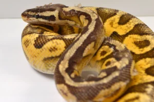 How Often Do Ball Pythons Shed?