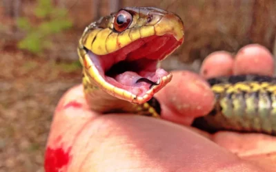 Do Garter Snakes Have Teeth?