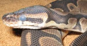 How Often Do Ball Pythons Shed?