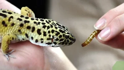 Why Is My Leopard Gecko Not Eating?