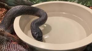 Do Snakes Drink Water?