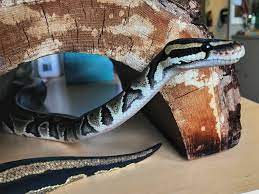 Do Ball Pythons Have Teeth?