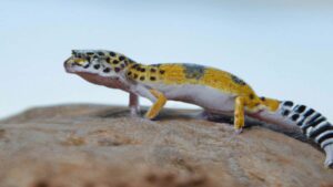 How Long Does a Leopard Gecko Live?