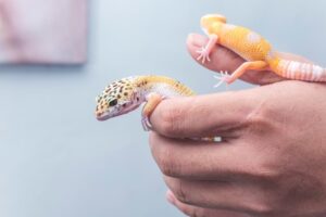 How Long Does a Leopard Gecko Live?