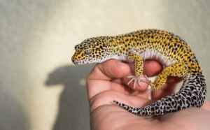 How Long Does a Leopard Gecko Live?