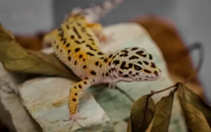 How Long Does a Leopard Gecko Live?