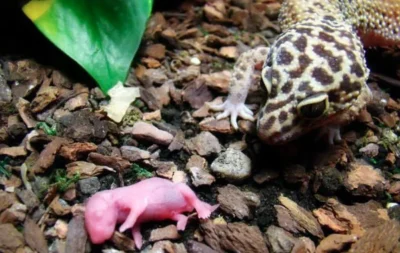 How Long Does a Leopard Gecko Live?