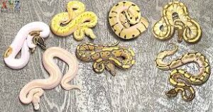 Types of Ball Pythons Explained