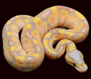 Types of Ball Pythons Explained