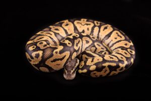 Are Ball Pythons Nocturnal?