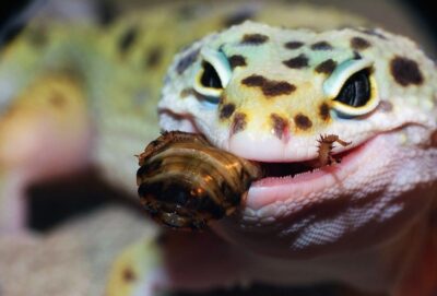 How Many Crickets to Feed a Leopard Gecko?