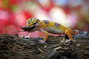 How Many Crickets to Feed a Leopard Gecko?