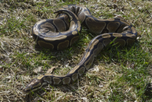 Are Ball Pythons Nocturnal?