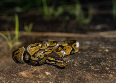 Are Ball Pythons Nocturnal?