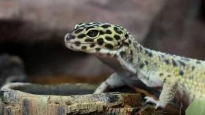 How Many Crickets to Feed a Leopard Gecko?