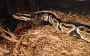 Are Ball Pythons Nocturnal?