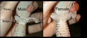 How to Tell if a Leopard Gecko is Male or Female