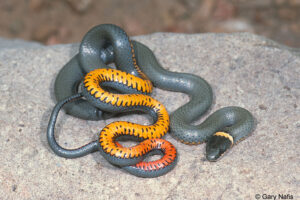 Are Ringneck Snakes Poisonous?