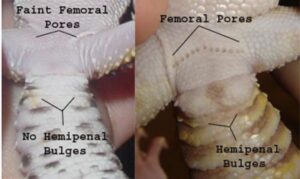 How to Tell if a Leopard Gecko is Male or Female