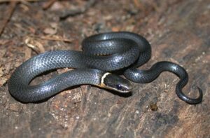 Are Ringneck Snakes Poisonous?